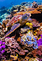 Sea Turtle..: