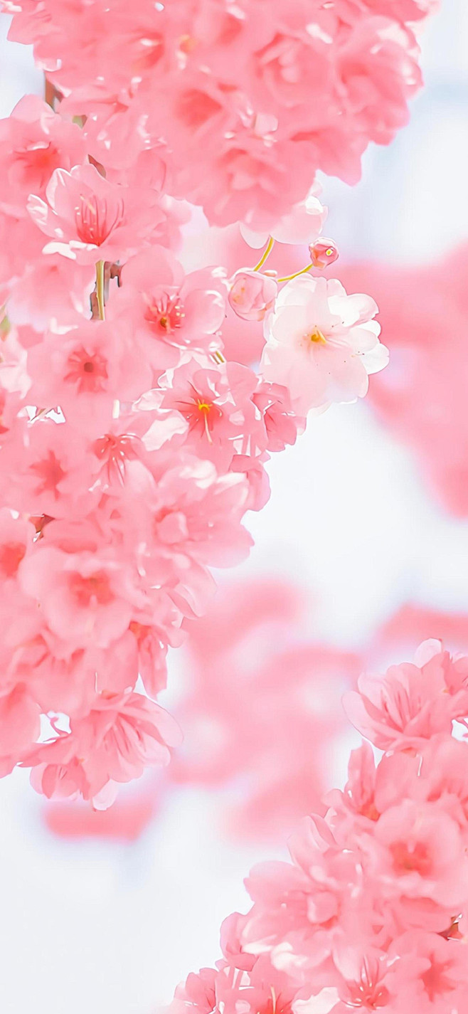 #摄影（花）#