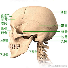 3003个宝葫芦采集到画法：面部