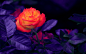 Orange, Rose, Flowers, Rosebud, Orange rose, Bud, Rose bud