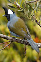 雀形目·冠啄果鸟科·冠啄果鸟属：西冠啄果鸟