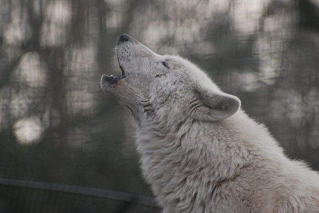 Wolf howling, Artis ...