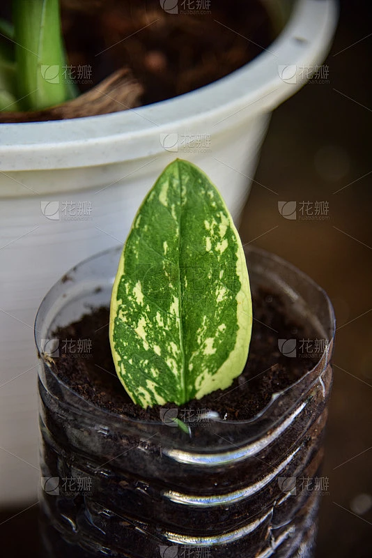 花式叶冠在自然界中的颜色。素材-花瓣网