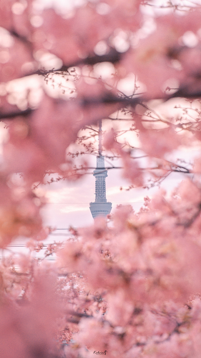 日本旅拍摄影师kelvin李 :
在樱花...