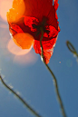 免费 低角度摄影的红色罂粟花 素材图片