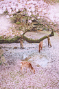 真真是极好的一组旅行风光摄影，来自摄影师刘顺儿妞的『樱花与鹿』唯美日系小清新摄影作品，原来鹿与樱花是这么完美的一种搭配，你喜欢吗。
