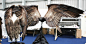 6ac8c5eagy1filvhgd4pdj20xc0h3tdh.jpg (1024×525)