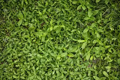 绿草纹理背景
