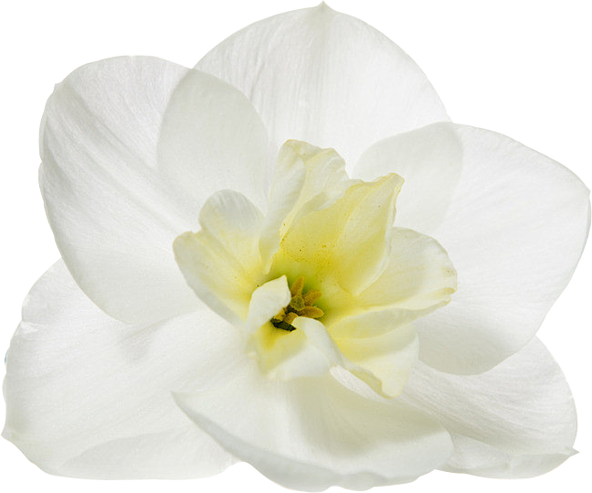 山茶花