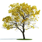 Yellow Leaf Tree by Evermotion. Tabebuia chrysantha. High detailed model of plant with all textures, shaders and materials. It is ready to use, just put it into your scene. model from: Archmodels vol. 61 Formats: fbx - simple object without materials (wit