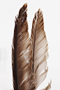 Feather : photos of feathers, natural light, outdoor.