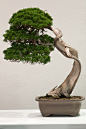 Bonsai: