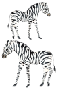 手绘斑马素材.png