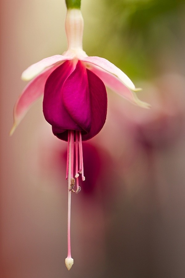 Photograph Hanging G...