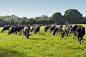 Dairy herd grazing in late September by Alan Hopps on 500px