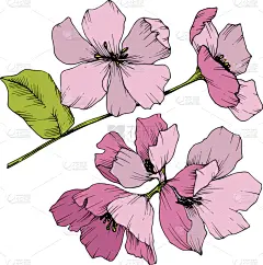 粉色,花朵,绿色,壁纸,植物群,春天,乡村风格,花,剪影