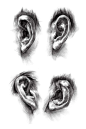 素描耳朵 (20)