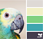 parrot color