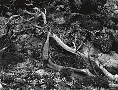 peggysuns采集到Brett Weston