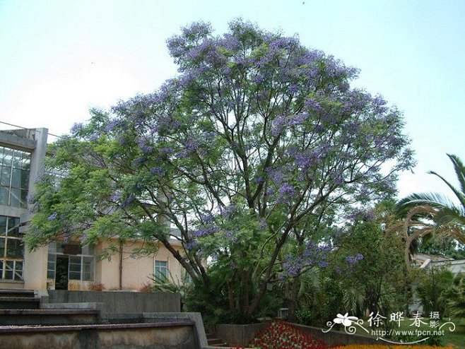 蓝花楹Jacaranda mimosif...