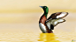 青头潜鸭是雁形目鸭科潜鸭属的鸟类。体圆，头大，雄鸟头和颈黑色，并具绿色光泽。繁殖期主要栖息在富有芦苇和蒲草等水生植物的小湖中，在沿海或较大的湖泊越冬。