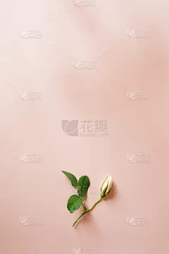 蔷薇花花桃色背景。贺卡模型的婚礼生日母亲的妇女节