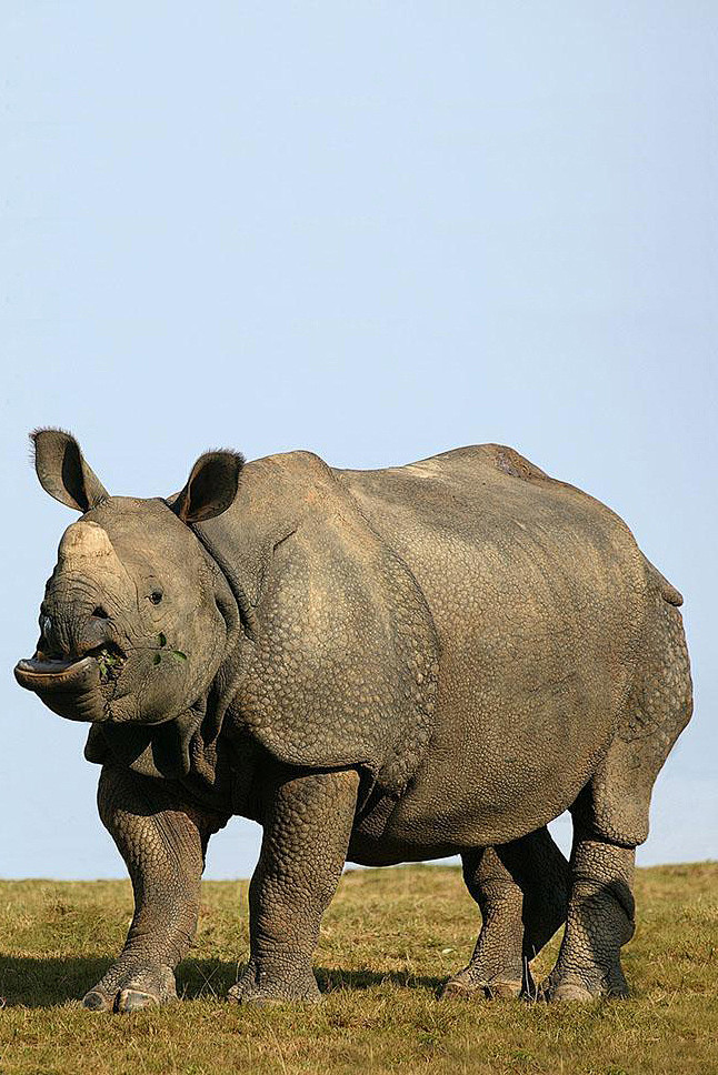 奇蹄目角型亚目犀科犀属印度犀牛