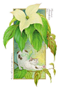 四季，在花丛中游玩的猫。丨来自画家中島祥子。