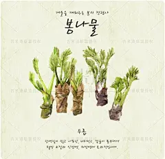 手绘水彩PSD分层插画 蔬菜芹菜香菜青菜白菜野菜蒜苗复古背景素材-tmall.com天猫