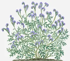 手绘薰衣草免抠素材_新图网 https://ixintu.com 手绘 植物 绘画 薰衣草花瓣