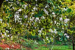越南奠边美丽的紫荆花盛开的季节