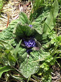 碎娃采集到花颜花语