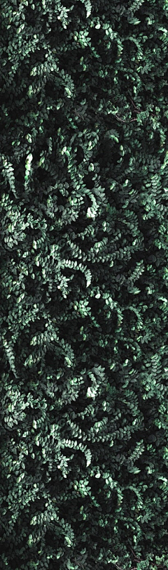 阿泰ATAI动态视觉采集到草本植物背景