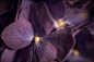 Purple hydrangea by Andre Valente on 500px