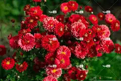 菊花 红色的 布什 美丽的花朵 秋季 9 月 自然 花壁纸 花卉