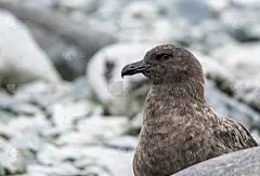 大贼鸥等待机会偷企鹅蛋或小鸡，荣格岛(也曲维尔岛，埃雷拉海峡，南极洲。