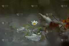 白色的春花，森林里的雪花莲。银莲花-木银莲花，风花，顶针草，嗅狐狸。宏观照片。