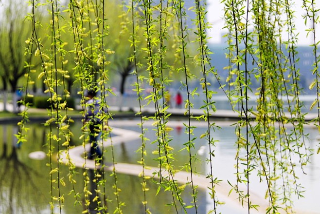 春天的柳树
