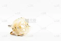 白头发的剪辑