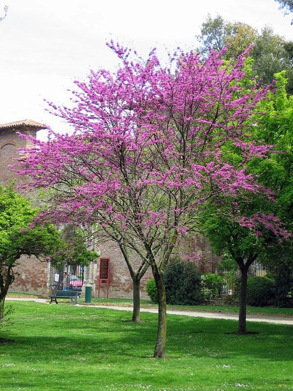 ^紫荆树