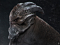 monster design, brahim azizi : monster design