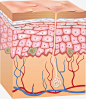 皮肤层结构皮肤组织细胞组织保养模板下载1591MB 免费下载 页面网页 平面电商 创意素材