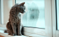 Russian blue cat stare out the window by Stepan Legachev on 500px