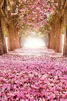 人生能否重来采集到花 风景