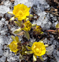 冰雪花开，待你归来 