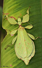 Small Lamphun leaf insect / Wood-Mason’s leaf insect, Thailand