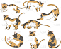 斑纹,可爱的,宠物,自然,动物主题,背景分离,图像,猫,猫科动物,哺乳纲