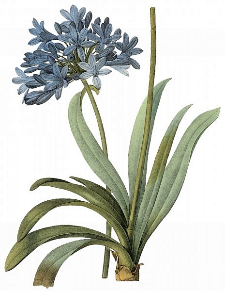 国外手绘植物花朵大全图片 
尺寸：170...