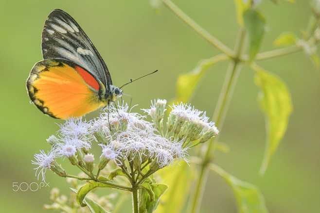 Butterfly on a white...