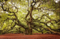 美国南卡罗来纳州的天使橡树：历经400多年，已长到20多米。这就是岁月的痕迹！
